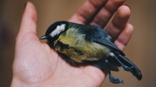 V Indii jsou ptáci považovaní za božská stvoření. Náboženství džinistů přispívá na provoz ptačí nemocnice