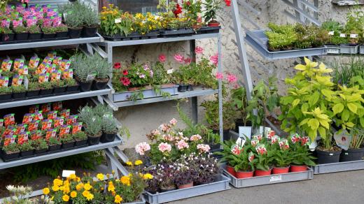 Do Dymoparku se jezdí pro rostliny, ale i za kulturou