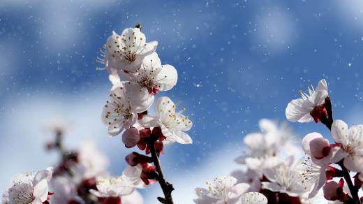Jaro, květ, strom, příroda (ilustrační foto)
