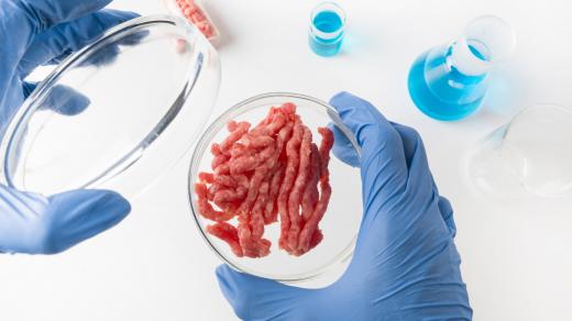 Umělé maso v Petriho misce