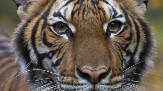 Tigřice, která je pozitivní na koronavirus, žije v newyorské zoologické zahradě
