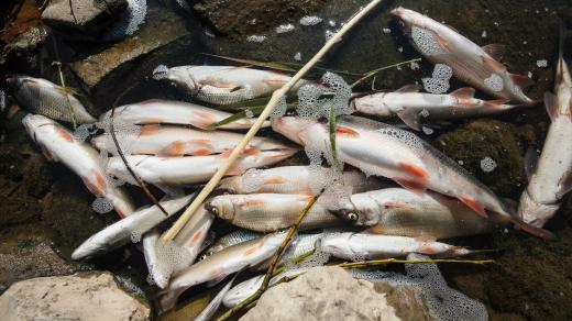 Úhyn ryb (ilustr. obr.)