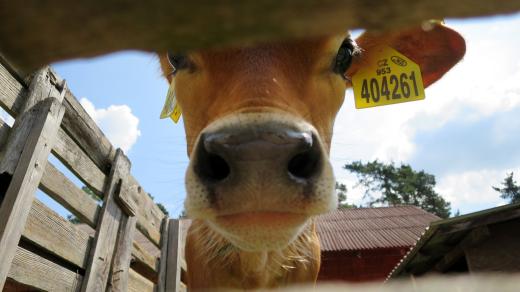 Zvířata na ranči jsou velmi kontaktní a většina vás přijde přivítat