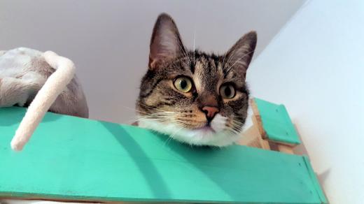 Kočka se ráda schová do krabice nebo do bedničky