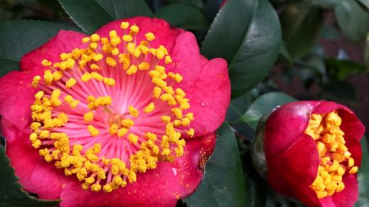 V liberecké botanické zahradě kvetou kamélie, některé jsou stovky let staré