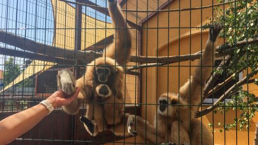 Rodinka opic gibon lar na ranči Bítovany na Chrudimsku