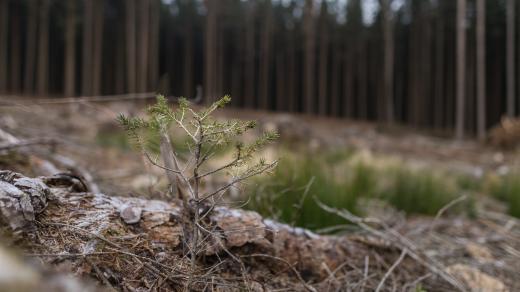 Vykácený les nedaleko Nasavrk