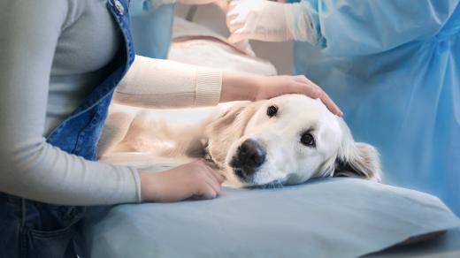 Operace psa (ilustrační foto)