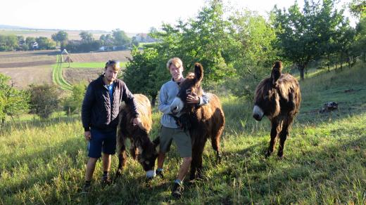 Zakladatelé spolku Pestré Polabí na louce v Honbicích, s její údržbou tam pomáhají osli poitouští