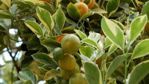 Zajímavý citrus kalamondin