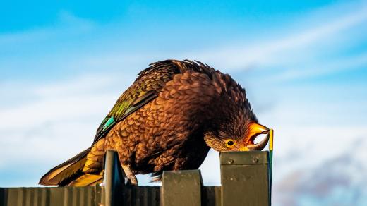 Novozélandský horský papoušek kea