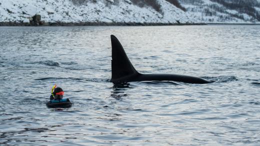Norské moře: potápěč a kosatka