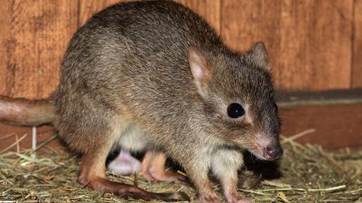 Klokánek králíkovitý