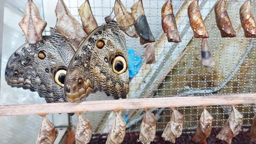 Kukly na výstavě motýlů