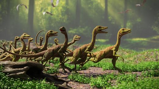 Velociraptor, dinosaurus, dinosauři
