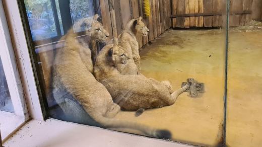 Lvíčata v plzeňské zoo