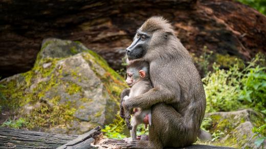 V Safari Parku Dvůr Králové chovají spoustu zajímavých a vzácných opiček