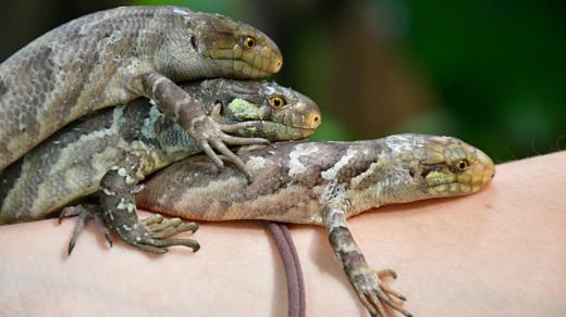 Trojčata scinků šalomounských z jihlavské zoo