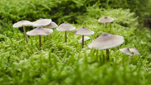 Helmovka zefírová je houba, která může ve tmě světélkovat