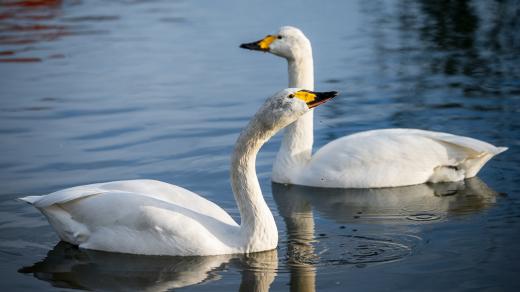 Dvorská zoo poskytla přes zimu azyl labutím malým ze severu Evropy