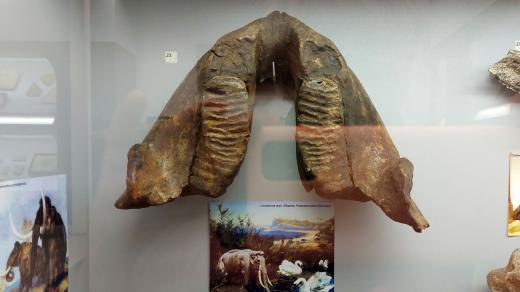 Spodní čelist malého mamuta z Kréty, v kohoutku měřil asi 90 cm