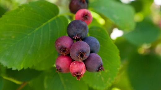 Muchovník oválný (Amelanchier ovalis)