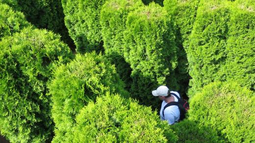 Přírodní labyrint v Nových Hradech tvoří 750 tújí typu smaragd