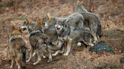 Vlci v přírodě (ilustrační foto)