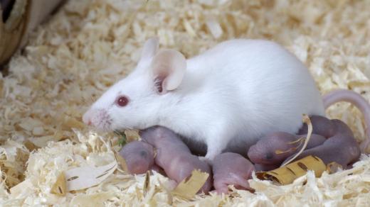 Laboratorní myš s potomky