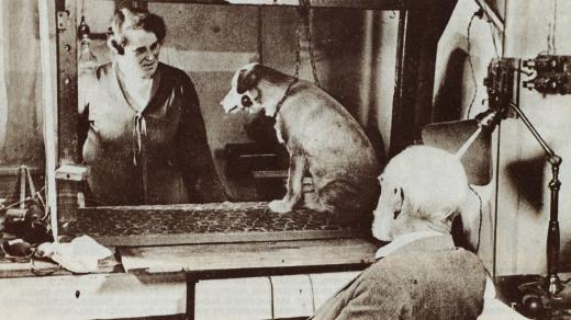 Ivan Petrovič Pavlov (1849-1936) pozoruje chování jednoho z psů, na nichž provádí své experimenty