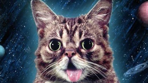 Internetová kočičí celebrita Lil Bub