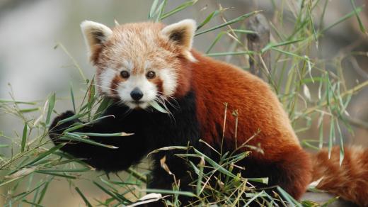 Panda červená