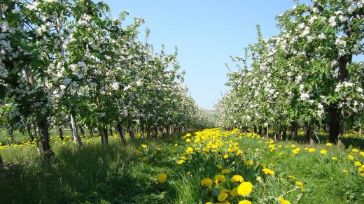 Kvetoucí jabloňový sad