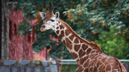 Žirafí nadílka ve dvorském safari parku