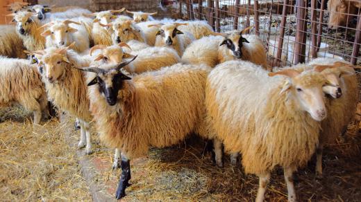 Valašské ovce na farmě Bludička v Bludovicích