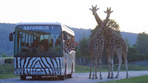 Večerní safari se žirafami