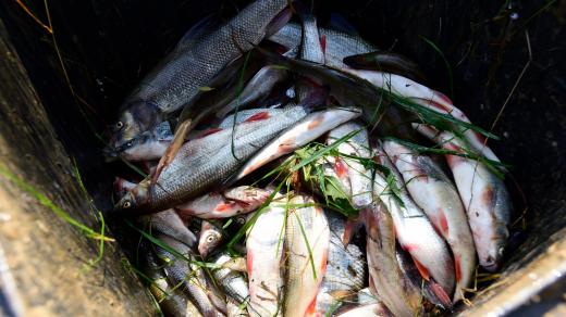 Po otravě řeky Bečvy uhynuly v září 2020 tuny ryb.