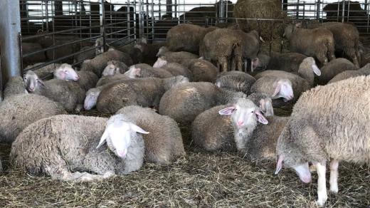 Ovce merinolandschaft na farmě v Muckově