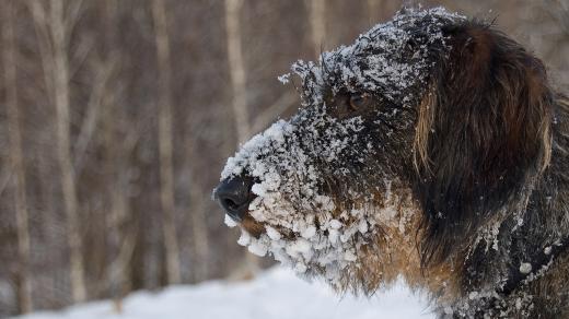 Pes v zimě