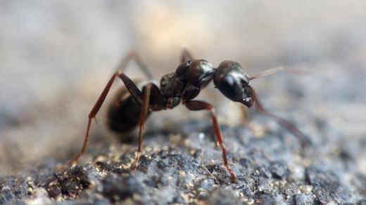 mravenec 
