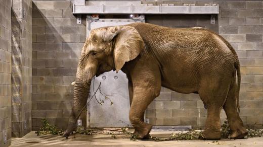 Zoo Zlín - samec slona afrického Jack