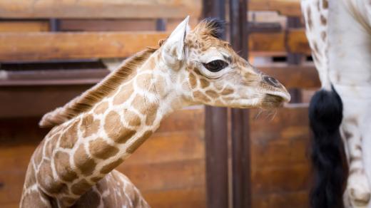 Mladá samička žirafy Rothschildovy