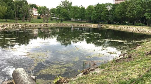 Pilařský rybník v Litvínově