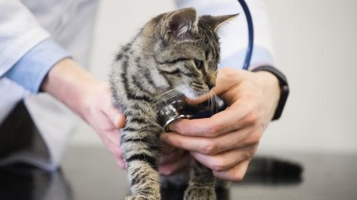 Veterinární vyšetření kočky