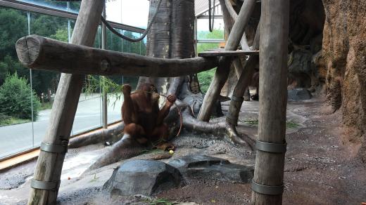 Orangutani žijí v ústecké zoo v nevyhovujících podmínkách