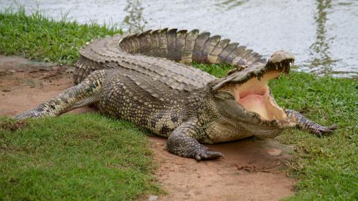 Co nevíte o krokodýlech?