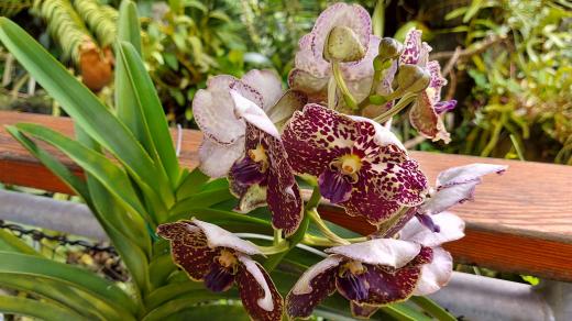 Orchideje - výstava ve skleníku Fata Morgana 2021