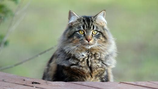 Mainská mývalí kočka