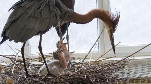 Volavka pečuje o mláďata marabua afrického v Safari Parku Dvůr Králové