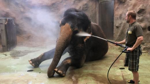 Chovatel Pavel Kökert Delhi slonici Delhi každý den sprchuje 